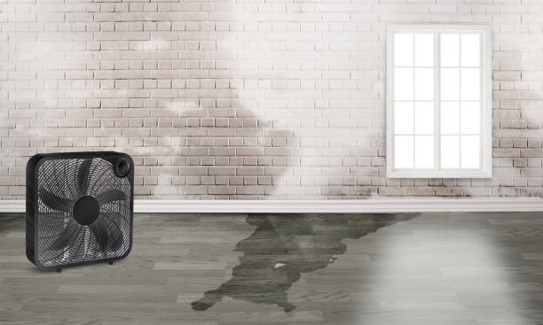 Best Water damage restoration services  in Newberry, MI